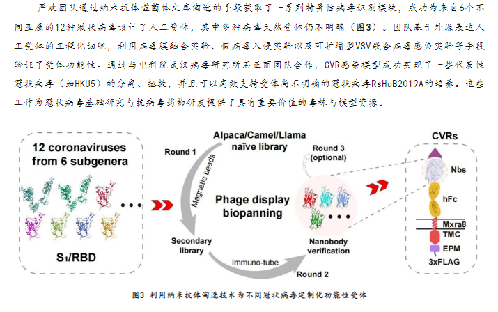 病毒最新成果，科学研究的进展与未来展望