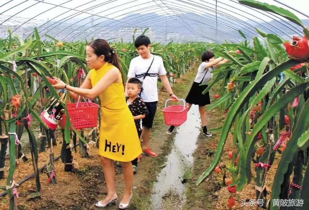 回家吃饭小丫最新一期，美食、文化与情感的交融